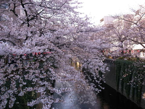 「桜」を愛でる会＠目黒川「はし田屋」_c0188784_1115761.jpg