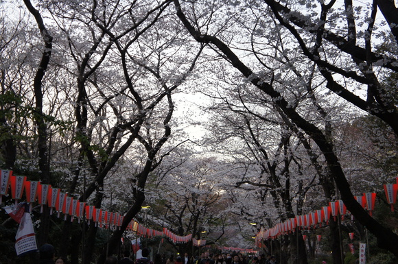 上野の山の見事な桜たち!_c0180686_18244.jpg