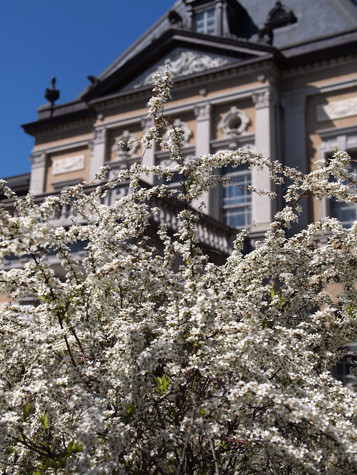 　京都府庁旧本館の桜_c0153888_1516361.jpg