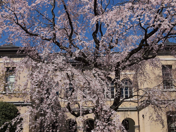 　京都府庁旧本館の桜_c0153888_1532535.jpg
