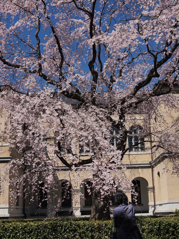 　京都府庁旧本館の桜_c0153888_1535064.jpg