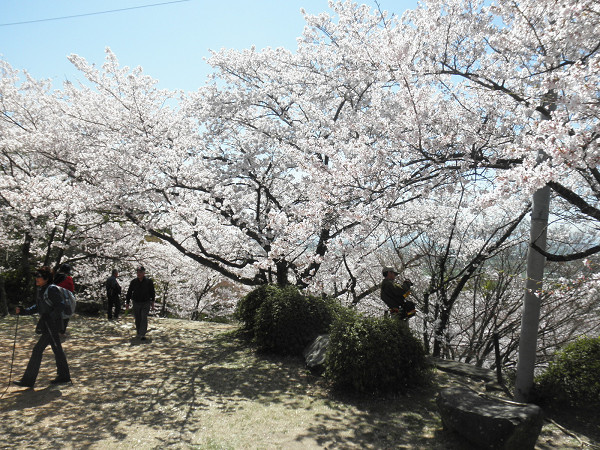 筑後・清水寺のサクラ_d0124388_1646969.jpg