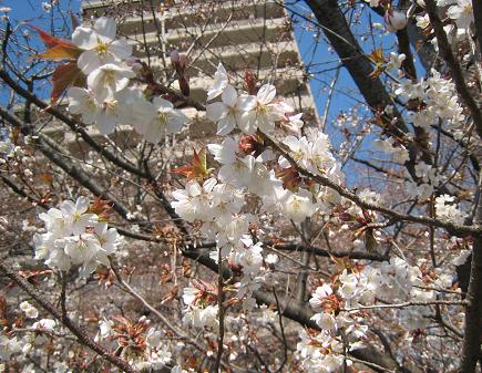 桜咲く_e0048688_16253588.jpg