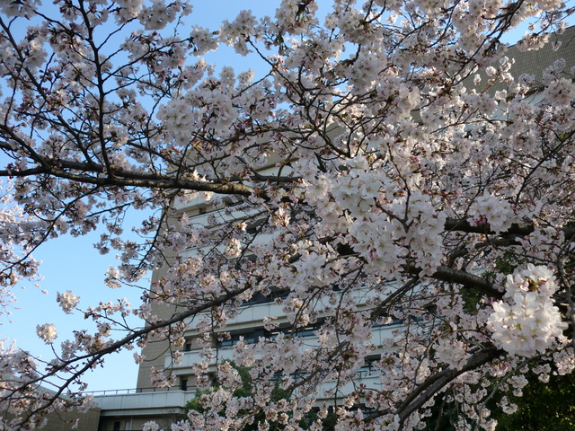 桜咲く_b0205790_17431878.jpg