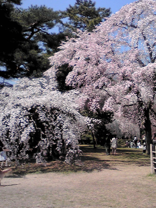 御所の桜♪_f0028791_1640644.jpg