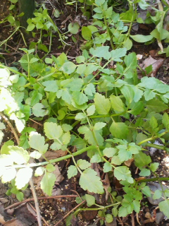 f0085291_18305771.jpg
