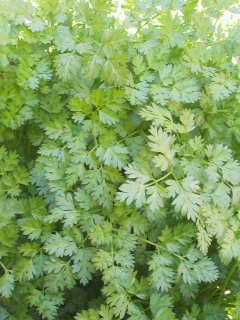 f0085291_18325028.jpg