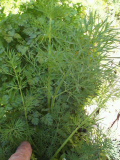 f0085291_18335288.jpg
