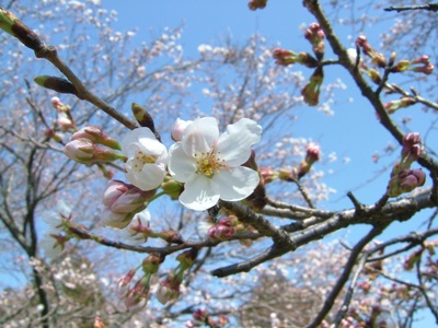 ゆふいん桜通信 - 4月6日号_f0227892_17173354.jpg