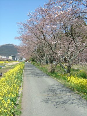 ゆふいん桜通信 - 4月6日号_f0227892_17231244.jpg