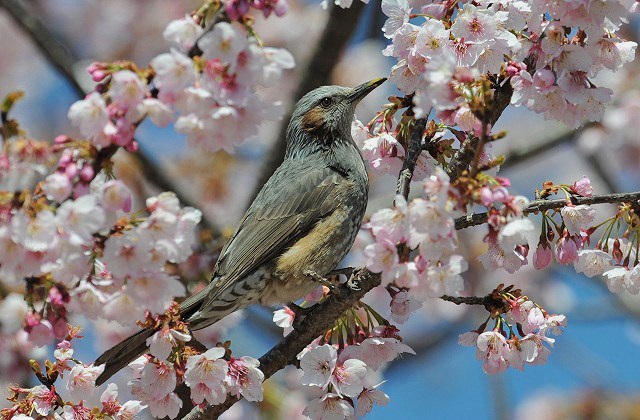 桜色に染まりそうなヒヨドリさん・・・_a0117893_0133830.jpg