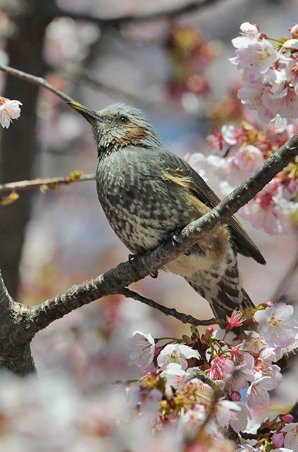 桜色に染まりそうなヒヨドリさん・・・_a0117893_014951.jpg