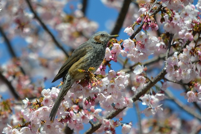 桜色に染まりそうなヒヨドリさん・・・_a0117893_0214219.jpg