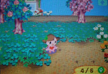 消えたラフレシア おいでよ 韓国版 どうぶつの森 消えたラフレシア おいでよ 韓国版 どうぶつの森