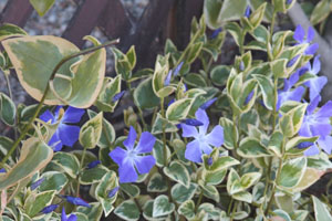お店の道沿いのお花たち_e0205196_1454845.jpg