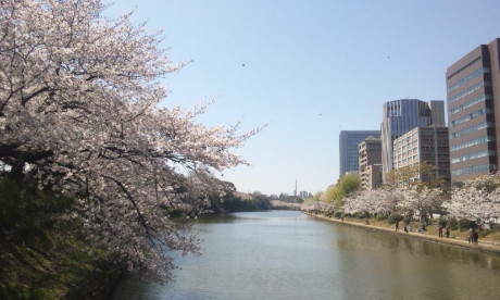 福岡からの桜便り_b0105897_1851277.jpg
