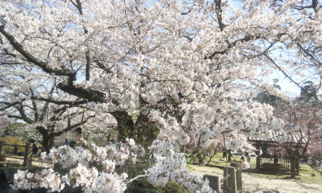 福岡からの桜便り_b0105897_1864246.jpg