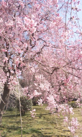 福岡からの桜便り_b0105897_188236.jpg