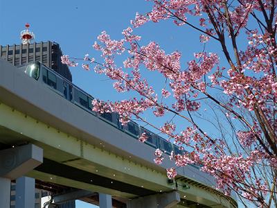 みなとのもり公園 神戸震災復興記念公園 の桜 神戸トピックス みなとのもり公園 神戸震災復興記念公園 の桜 神戸トピックス