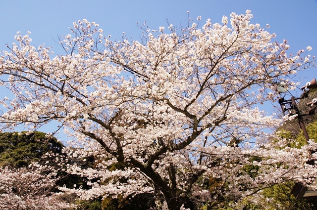 妙本寺の桜が満開_b0145398_06561.jpg