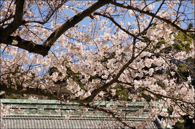 妙本寺の桜が満開_b0145398_072142.jpg