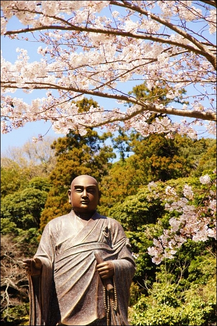 妙本寺の桜が満開_b0145398_074564.jpg