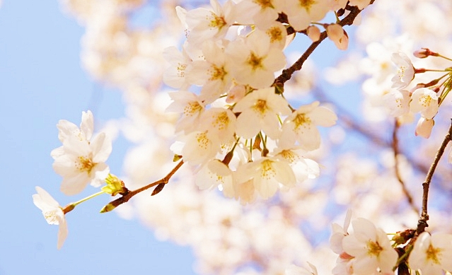 妙本寺の桜が満開_b0145398_08465.jpg