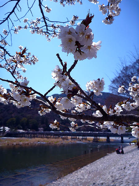 京都・吉野の桜　Cherry Blossoms in Kyoto & Nara prf._e0204700_9444931.jpg