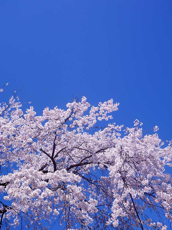 京都・吉野の桜　Cherry Blossoms in Kyoto & Nara prf._e0204700_9454084.jpg