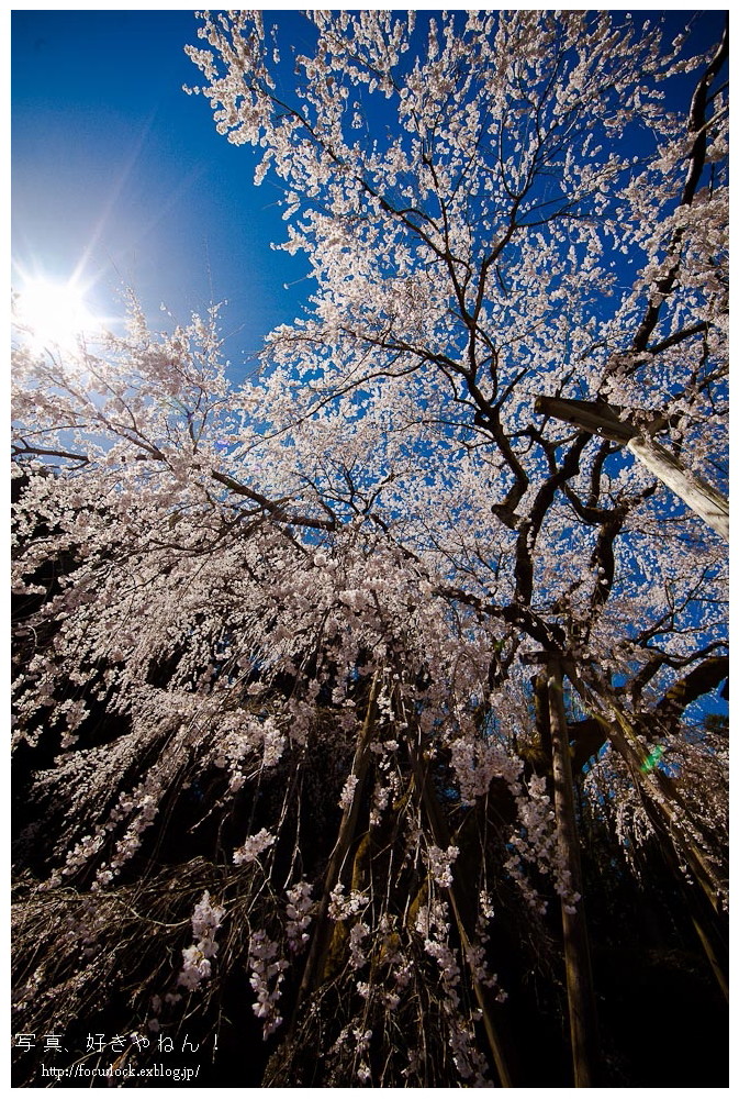 奥山田のしだれ桜　2_f0220502_17361537.jpg