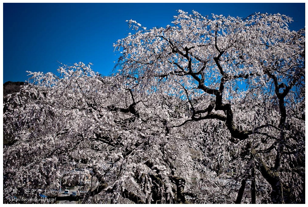 奥山田のしだれ桜　2_f0220502_17362739.jpg