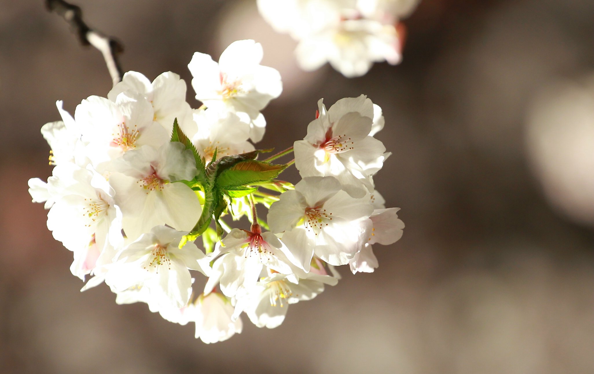 神戸桜撮影2011・王子動物園夜桜通り抜け_d0182403_20212219.jpg