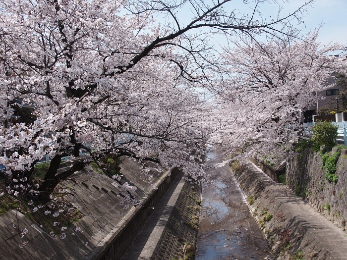 山崎川上流のソメイヨシノ_e0075403_2005739.jpg