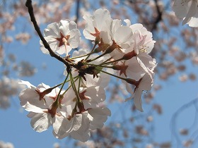 コマツオトメ（桜⑨　江戸の花と木）_c0187004_8353921.jpg