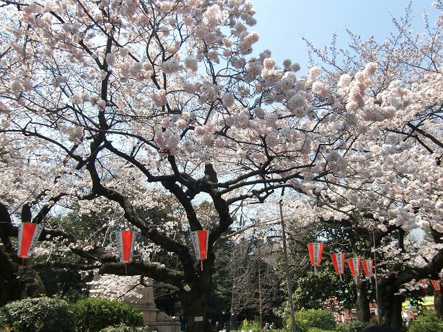 コマツオトメ（桜⑨　江戸の花と木）_c0187004_836352.jpg