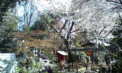 配偶者様への贈与の首の鈴、そして愛宕山の桜_d0054704_23453821.jpg