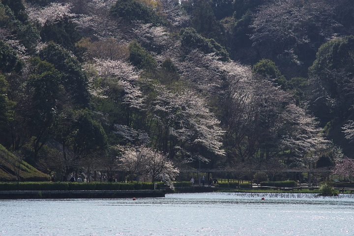 蓮華寺池公園の桜_f0072008_085232.jpg