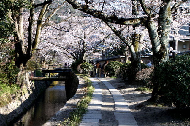 京の花だより 哲学の道_e0048413_20163787.jpg