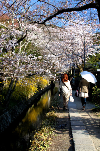 京の花だより 哲学の道_e0048413_20171552.jpg