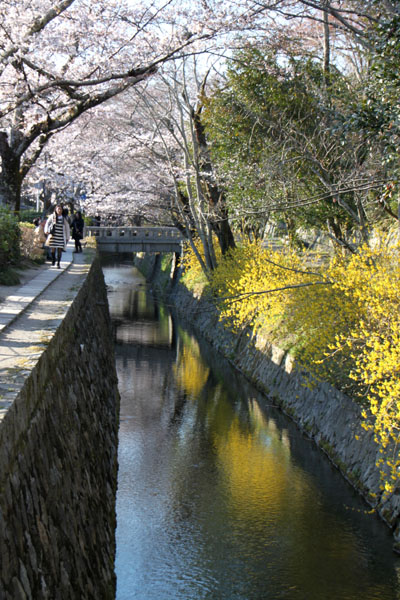 京の花だより 哲学の道_e0048413_2017270.jpg