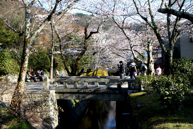京の花だより 哲学の道_e0048413_20172988.jpg
