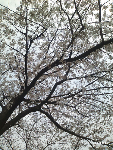 桜_f0105314_17143938.jpg