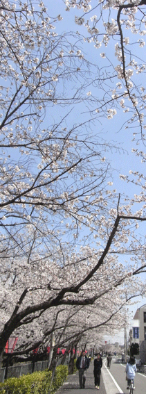 桜_b0192216_2131529.gif