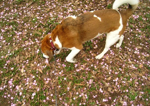 c0084117_215940100.jpg