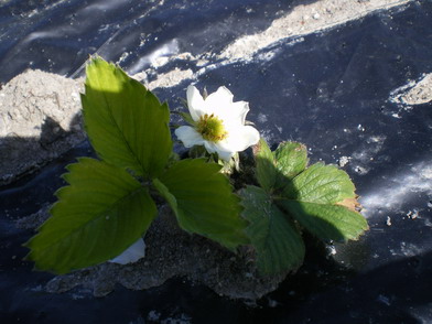 c0124619_543349.jpg