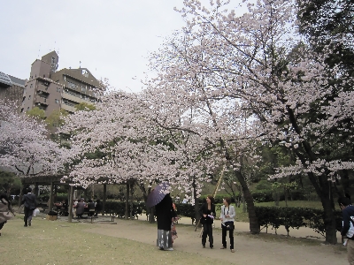 「さくら」　縮景園　_e0045719_21255141.jpg