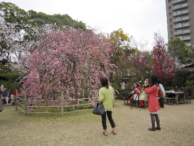 「さくら」　縮景園　_e0045719_2131228.jpg