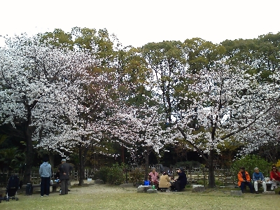 「さくら」　縮景園　_e0045719_21315898.jpg