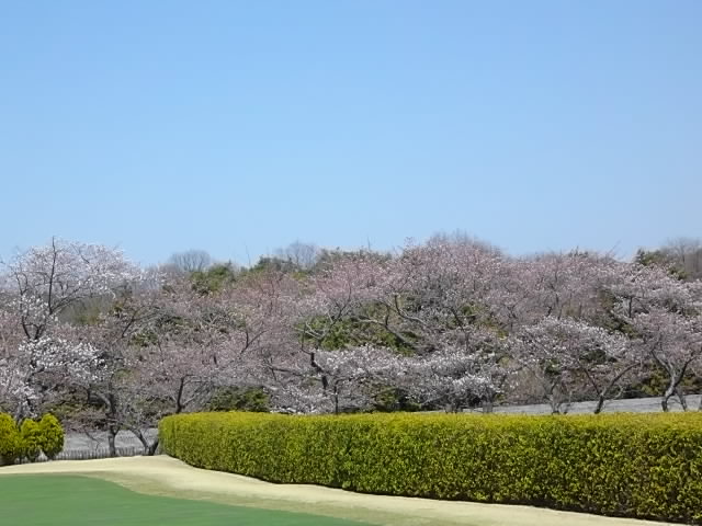 春日井の桜_e0224322_048091.jpg