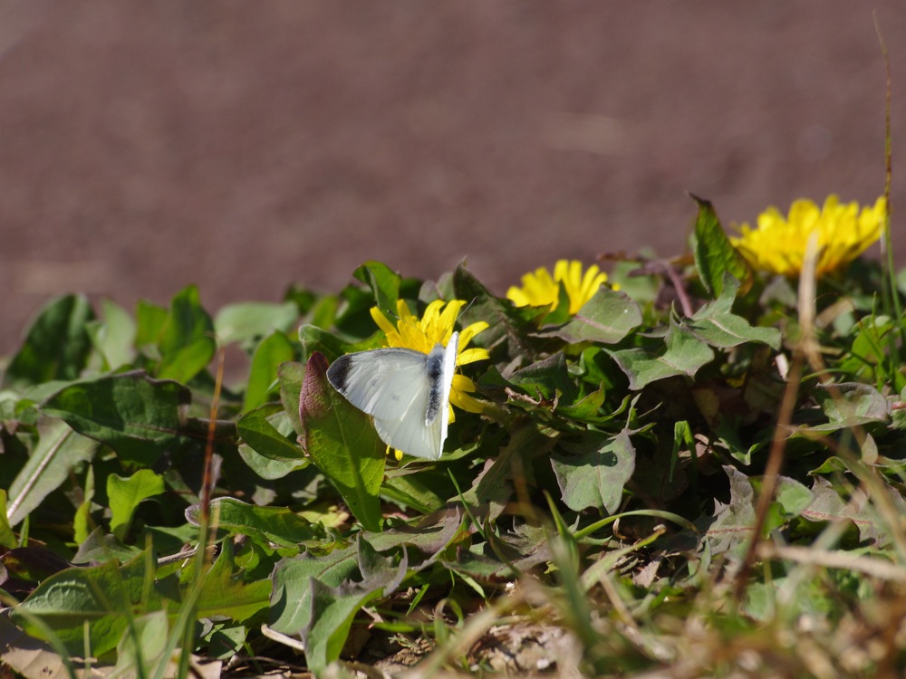 何を咥えているのだろ・・・　　20110405_f0160222_2193382.jpg